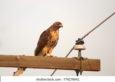 Red-tailed Hawk On A Power Pole