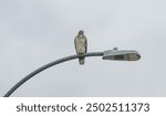 Red-tailed hawk perched atop a light.