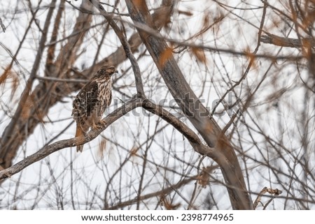 Red-tailed hawk perched in a bare tree in winter.