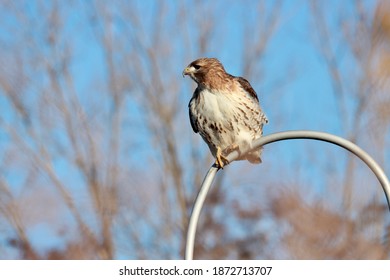 Red-tailed hawk perched on fence against blue sky.