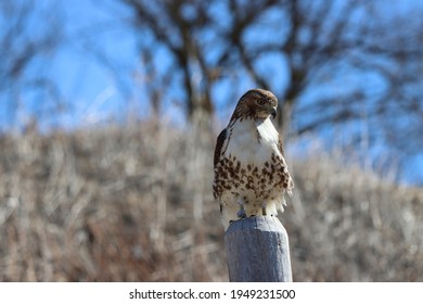 Red-tailed hawk perched on a fence.
