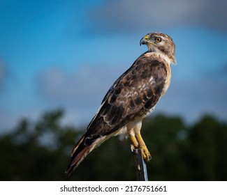 Red-tailed Hawk Perched On A Metal Fence Post