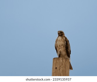 redtailed hawk perched on pole