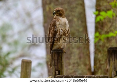 A Red-Tailed Hawk Perched on a post at Unicoi State Park, near Helen, Georgia.