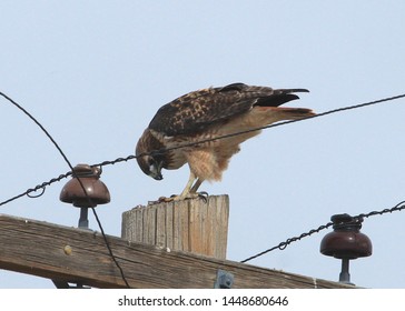 Red-tailed Hawk Perched On A Power Pole