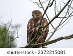 Red-Tailed Hawk Perched - Rear