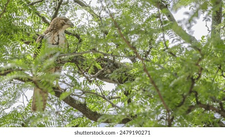 Red-tailed hawk perched in a tree.