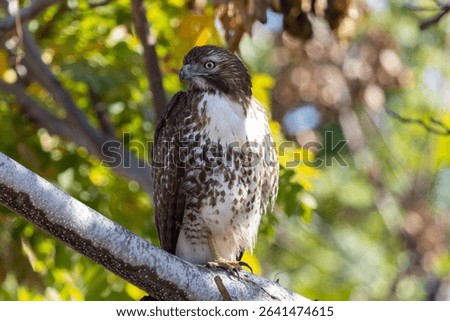 Red-tailed Hawk Perched in Tree