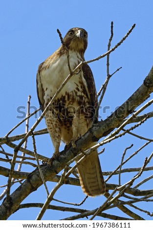   
red-tailed hawk perched in a tree on a sunny  spring day  in seneca creek state park, in montgomery county,  maryland        