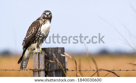A Red-Tailed Hawk Perches on a Fence Post in Rural Oklahoma