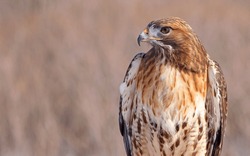 Red-tailed Hawk Portrait, Quebec, Canada