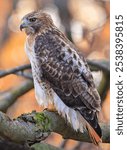 Red-tailed Hawk portrait wit autumn leaves color background, Quebec, Canada