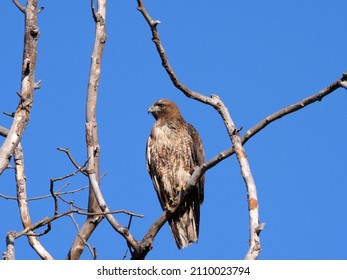 A Red-tailed Hawk Sitting on Branch
