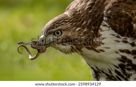 Red-tailed Hawk with a Snake 
