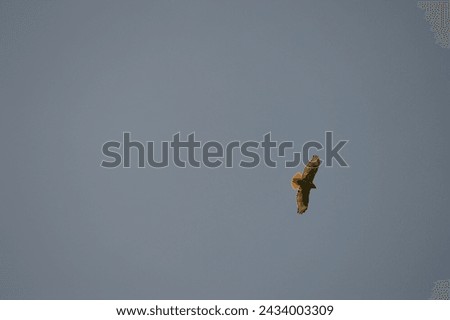 A Redtailed Hawk Soaring High on a Warm Day