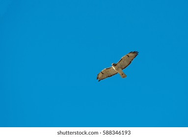 Red-tailed Hawk soaring overhead