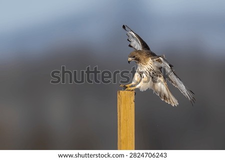 Red-tailed Hawk spreading its wings while landing on a wooden fence post in an open winter grassland.