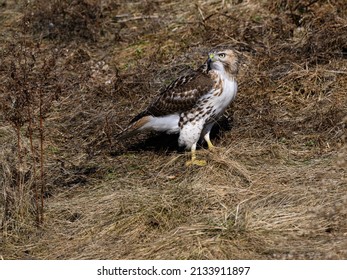 9,360 Standing hawk Images, Stock Photos & Vectors | Shutterstock