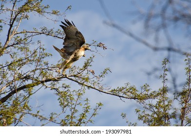 Red-Tailed Hawk Taking Flight