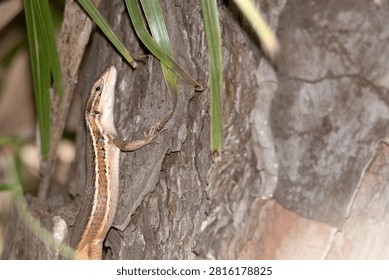 Red-tailed lizard 