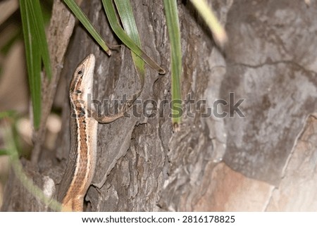 Red-tailed lizard 