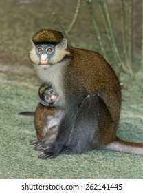 Red-tailed Monkey (Cercopithecus Ascanius) With Infant