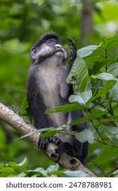 The red-tailed monkey (Cercopithecus ascanius), also known as the black-cheeked white-nosed monkey, red-tailed guenon, redtail monkey, or Schmidt's guenon in a tree.  Uganda, Africa.                  