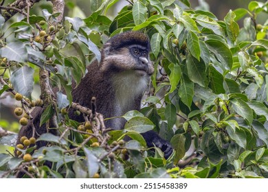 The red-tailed monkey (Cercopithecus ascanius), also known as the black-cheeked white-nosed monkey, red-tailed guenon, redtail monkey, or Schmidt's guenon in a tree.  Uganda, Africa.            