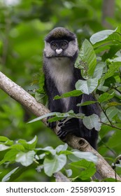 The red-tailed monkey (Cercopithecus ascanius), also known as the black-cheeked white-nosed monkey, red-tailed guenon, redtail monkey, or Schmidt's guenon in a tree.  Uganda, Africa.                  