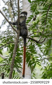 The red-tailed monkey (Cercopithecus ascanius), also known as the black-cheeked white-nosed monkey, red-tailed guenon, redtail monkey, or Schmidt's guenon in a tree. Kibale Uganda, Africa.            