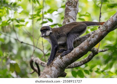 The red-tailed monkey (Cercopithecus ascanius), also known as the black-cheeked white-nosed monkey, red-tailed guenon, redtail monkey, or Schmidt's guenon in a tree. Kibale Uganda, Africa.            
