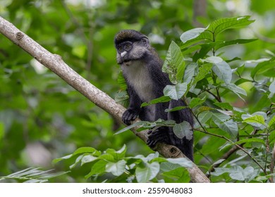 The red-tailed monkey (Cercopithecus ascanius), also known as the black-cheeked white-nosed monkey, red-tailed guenon, redtail monkey, or Schmidt's guenon in a tree. Kibale Uganda, Africa.            
