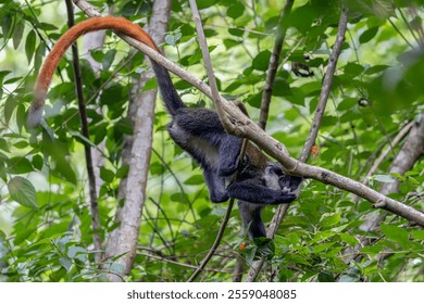 The red-tailed monkey (Cercopithecus ascanius), also known as the black-cheeked white-nosed monkey, red-tailed guenon, redtail monkey, or Schmidt's guenon in a tree. Kibale Uganda, Africa.            