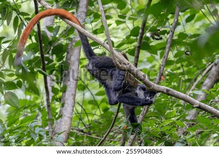 The red-tailed monkey (Cercopithecus ascanius), also known as the black-cheeked white-nosed monkey, red-tailed guenon, redtail monkey, or Schmidt's guenon in a tree. Kibale Uganda, Africa.            