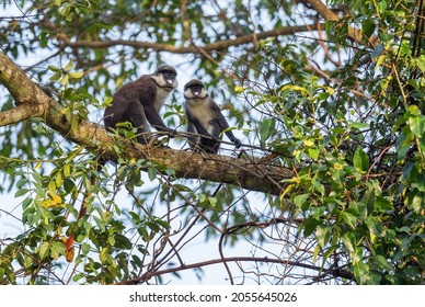 Red-tailed Monkey - Cercopithecus ascanius, rare shy monkey from African forests, Budongo forest, Uganda.