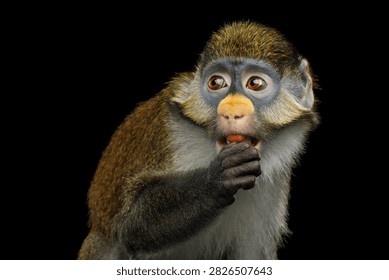 Red-tailed monkey eating while looking scared and wary isolated on black background