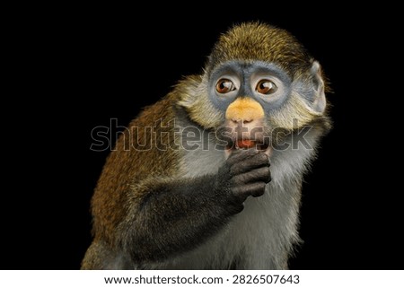 Red-tailed monkey eating while looking scared and wary isolated on black background