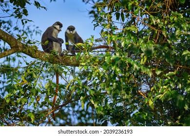Red-tailed monkey Schmidt's guenon, Cercopithecus ascanius, sitting on tree in nature forest habitat, Kibale Forest NP, Uganda in Africa. Cute monkey with long tail on big tree branch, wildlife.