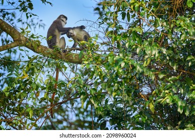 Red-tailed monkey Schmidt's guenon, Cercopithecus ascanius, sitting on tree in nature forest habitat, Kibale Forest NP, Uganda in Africa. Cute monkey with long tail on big tree branch, wildlife.