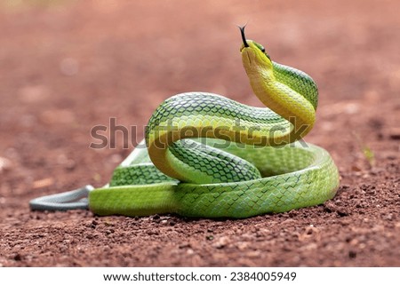 Red-tailed racer snake in defensive position