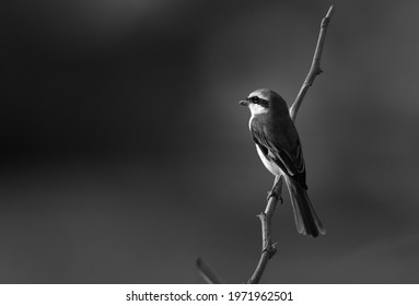 Red-tailed Shrike Perched On A Acacia Twig, Bahrain