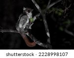 Red-tailed Sportive Lemur - Lepilemur ruficaudatus, small nocturnal endemic Madagascar sportive lemur hidden in the tree.