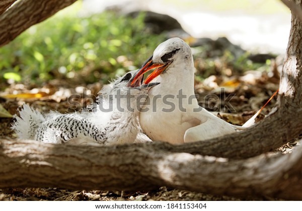 \
Red-tailed tropic bird\
feeds its chick\
