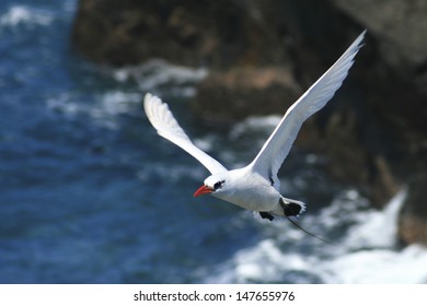 Red-tailed Tropic Bird, Norfolk Island, Australia