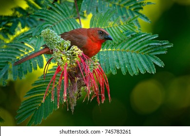 Red-throated Ant-Tanager, Habia Fuscicauda, Red Bird In The Nature Habitat. Tanager Sitting On The Green Palm Tree. Birdwatching In Central America. Wildlife Scene From Nature, Belize.