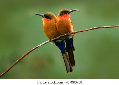 Red-throated Bee-eater, Merops Bulocki, Benin, Cameroon, Congo, Ethiopia, Gambia, Ghana. Detail Of Pair Of Exotic Orange And Red African Birds With In Nature Habitat. Wildlife Scene Form Nature.