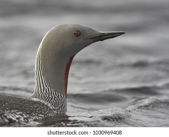 Red-throated Loon [Gavia Stellata]