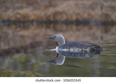 Red-throated Loon [Gavia Stellata]