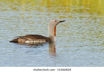 Red-throated Loon, Gavia Stellata