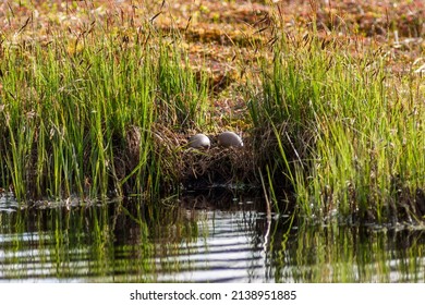 Red-throated Loon Nest With Two Eggs